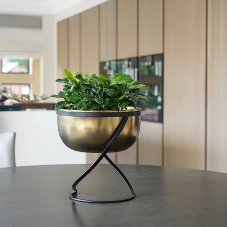 Best Stylish Indoor Planters - Decor Sanctuary UK