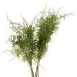Asparagus Fern Bunch - Realistic Artificial Flower Single Stem Artificial Flora - Decor Sanctuary UK curated collection of luxury home decor