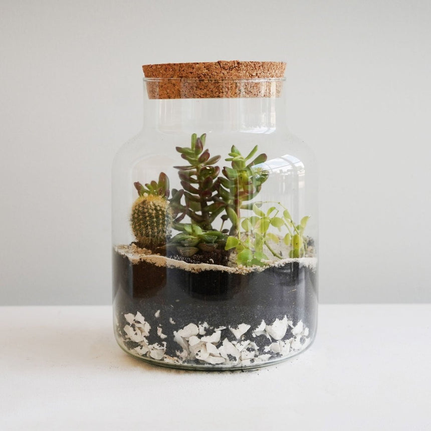 Bottle Shape Medium Terrarium DIY Kit H22.5cm W14cm Luxury Home Decor Garden & Outdoor And Gifts