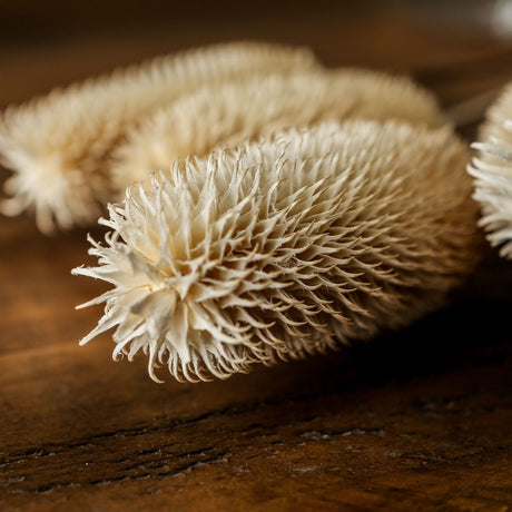 Bouquet Of Dried Tall Thistle - Best Preserved Dried Flowers Online Luxury Home Decor Garden & Outdoor And Gifts
