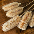 Bouquet Of Dried Tall Thistle - Best Preserved Dried Flowers Online Luxury Home Decor Garden & Outdoor And Gifts