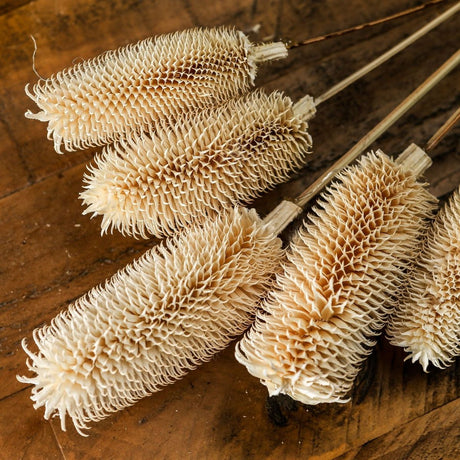 Bouquet Of Dried Tall Thistle - Best Preserved Dried Flowers Online Luxury Home Decor Garden & Outdoor And Gifts