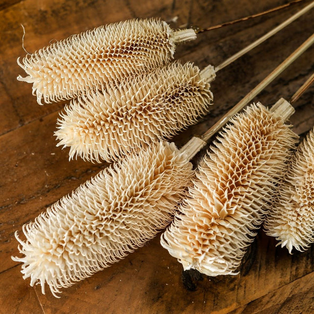 Bouquet Of Dried Tall Thistle - Best Preserved Dried Flowers Online Luxury Home Decor Garden & Outdoor And Gifts