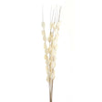Bouquet Of Dried Thlaspi Arvense - Best Preserved Dried Flowers Online Luxury Home Decor Garden & Outdoor And Gifts