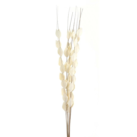 Bouquet Of Dried Thlaspi Arvense - Best Preserved Dried Flowers Online Luxury Home Decor Garden & Outdoor And Gifts