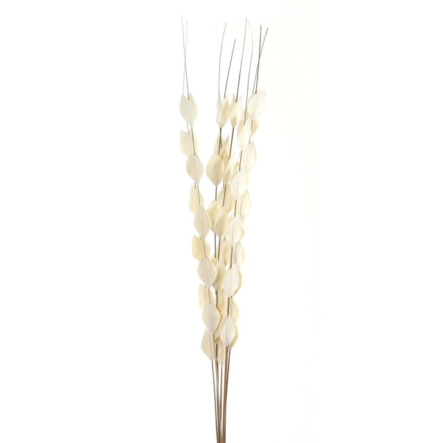 Bouquet Of Dried Thlaspi Arvense - Best Preserved Dried Flowers Online Luxury Home Decor Garden & Outdoor And Gifts