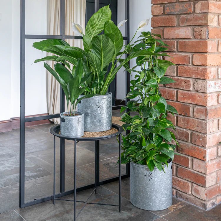 Indoor Christmas Tree Bucket with Star in Galvanised Steel - Small Quality Home Decor Garden & Outdoor Living and Gifts