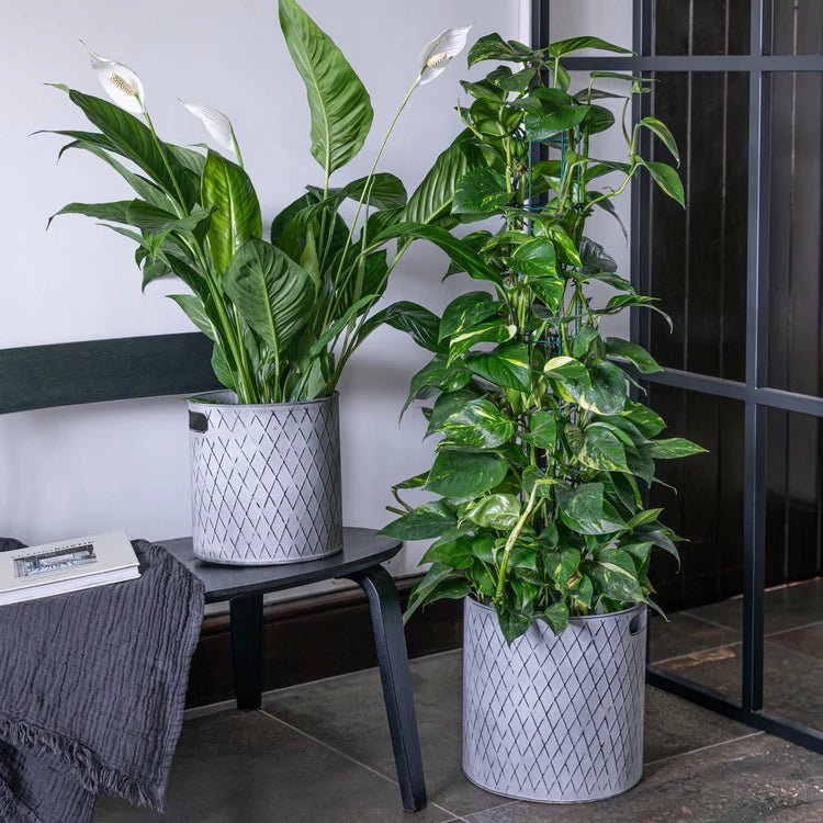 Indoor Christmas Tree Bucket Zinc - Large Quality Home Decor Garden & Outdoor Living and Gifts