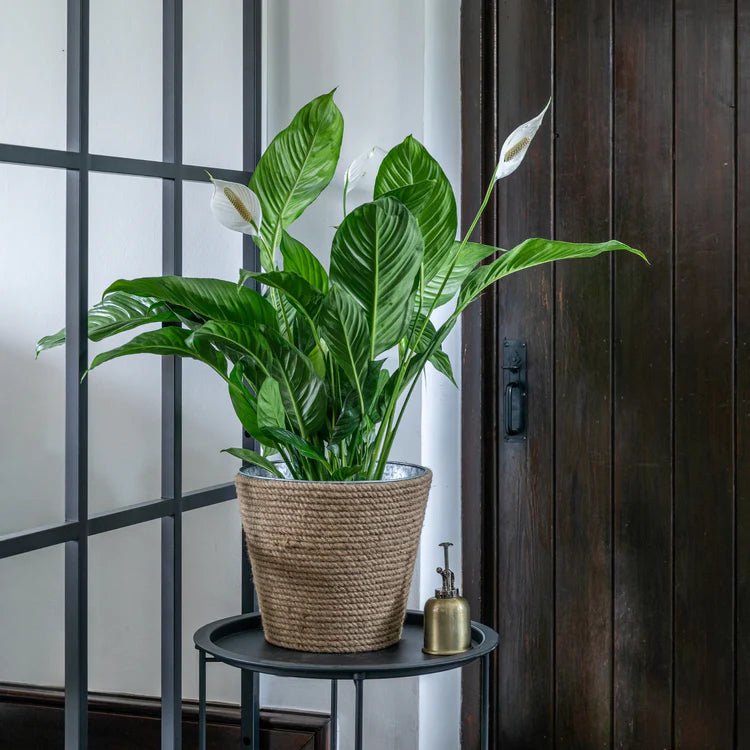 Jute & Galvinised Christmas Tree Bucket Quality Home Decor Garden & Outdoor Living and Gifts