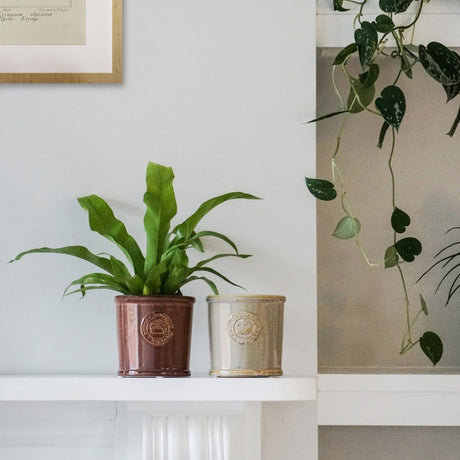 Kew Gardens Ceramic Indoor Planter - Glazed & Embossed Rich Plum Luxury Home Decor Garden & Outdoor And Gifts