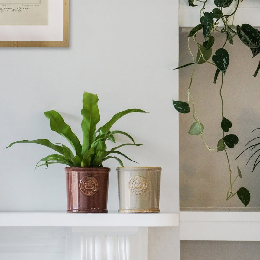 Kew Gardens Ceramic Indoor Planter - Glazed & Embossed Rich Plum Luxury Home Decor Garden & Outdoor And Gifts