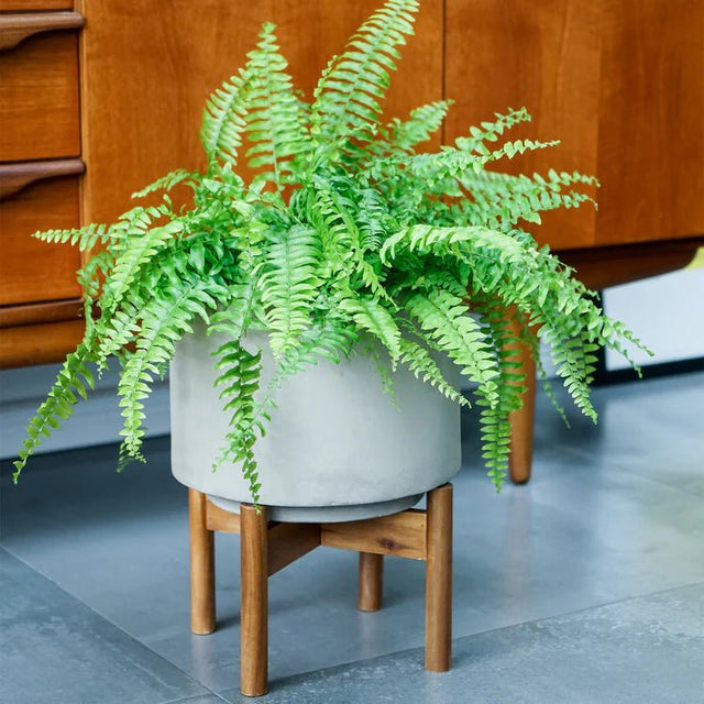 Large Grey Indoor Planter With Wooden Stand - Concrete Scandi Design Luxury Home Decor Garden & Outdoor And Gifts