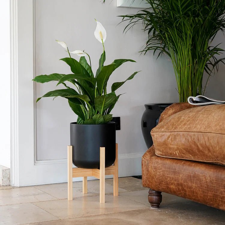 Large Indoor Black Ceramic Plant Pot - On Wooden Stand Luxury Home Decor Garden & Outdoor And Gifts