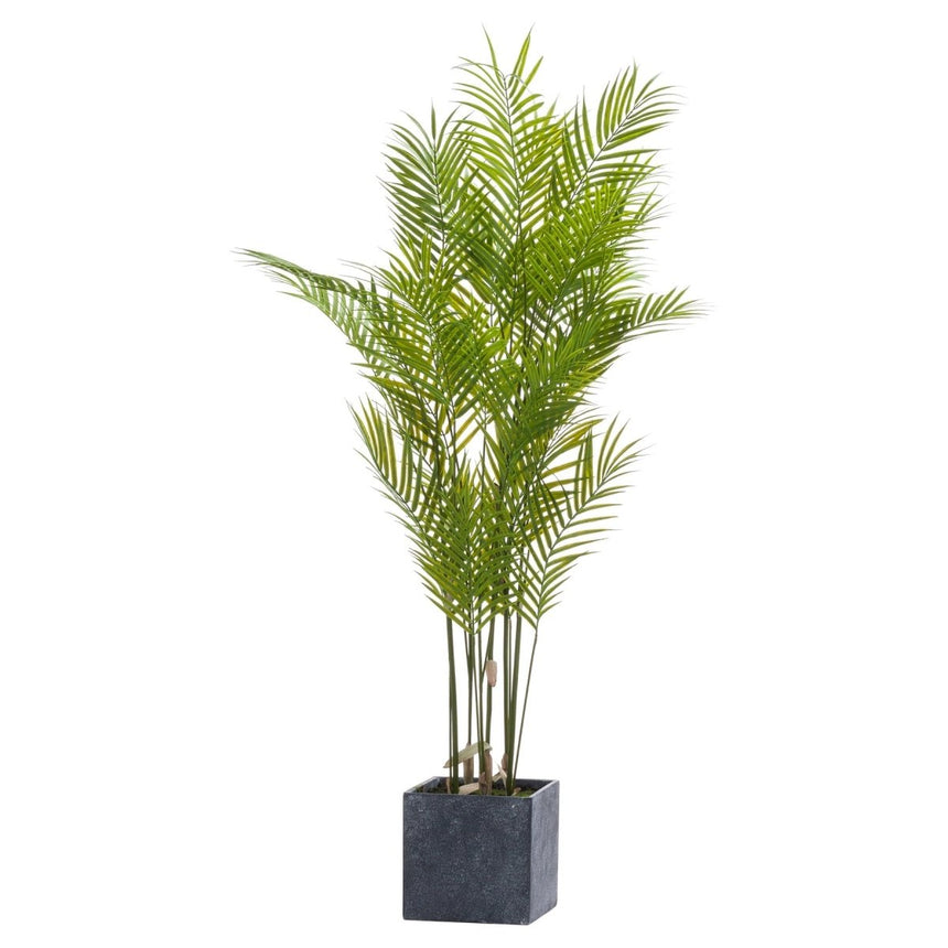 Large Paradise Potted Palm Luxury Home Decor Garden & Outdoor And Gifts