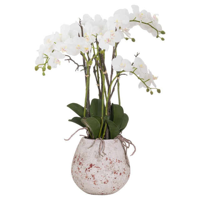 Large Stone Potted Orchid With Roots Luxury Home Decor Garden & Outdoor And Gifts