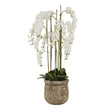 Large White Orchid In Antique Stone Pot Luxury Home Decor Garden & Outdoor And Gifts