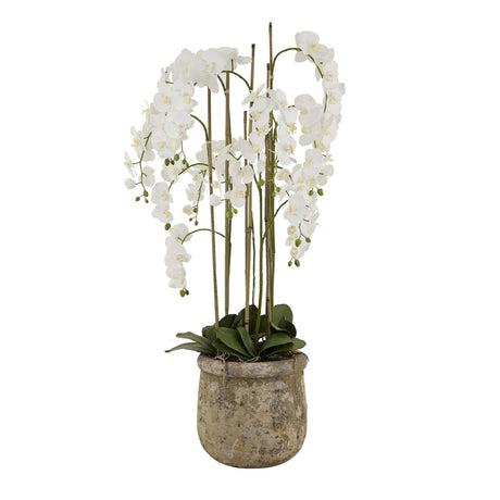 Large White Orchid In Antique Stone Pot Luxury Home Decor Garden & Outdoor And Gifts