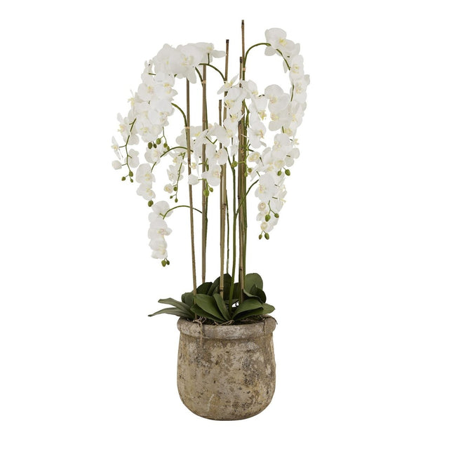 Large White Orchid In Antique Stone Pot Luxury Home Decor Garden & Outdoor And Gifts