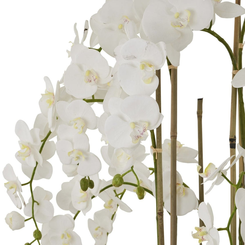 Large White Orchid In Antique Stone Pot Luxury Home Decor Garden & Outdoor And Gifts