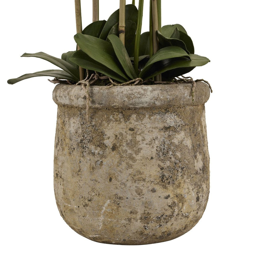 Large White Orchid In Antique Stone Pot Luxury Home Decor Garden & Outdoor And Gifts