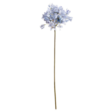Light Blue Large Headed Agapanthus Luxury Home Decor Garden & Outdoor And Gifts