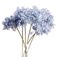 Light Blue Large Headed Agapanthus Luxury Home Decor Garden & Outdoor And Gifts