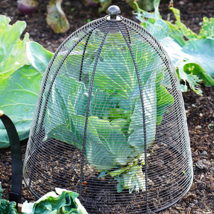 Outdoor Garden Large Wired Plant Protector Cage/Cover Zinc Finish - Frost Resistant Quality Home Decor Garden & Outdoor Living and Gifts