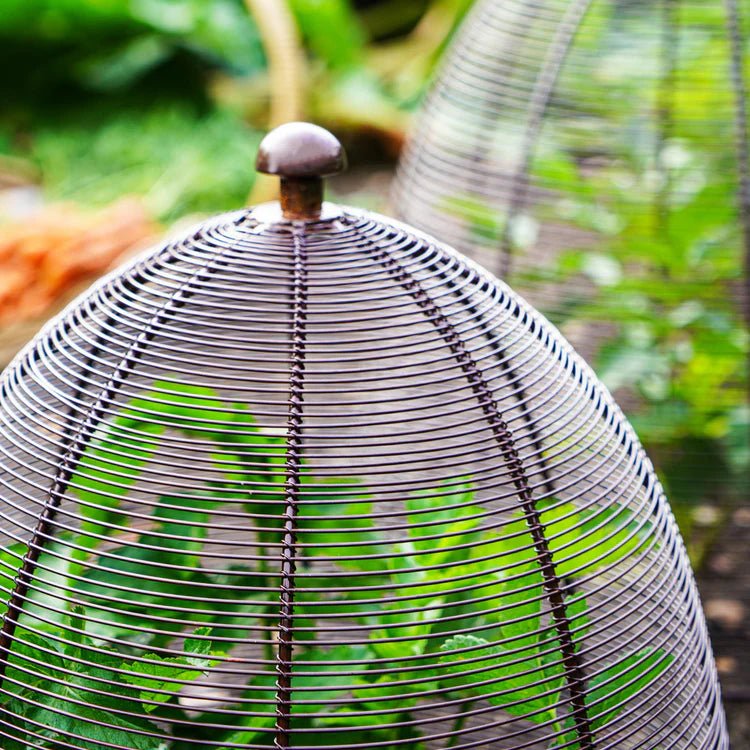 Outdoor Garden Small Wired Plant Protector/Cover - Bronze, Frost Resistant, Protective Coating Quality Home Decor Garden & Outdoor Living and Gifts