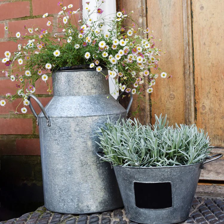Outdoor Planter Galvanised Iron Milk Churn - Full of Charm & Character Quality Home Decor Garden & Outdoor Living and Gifts