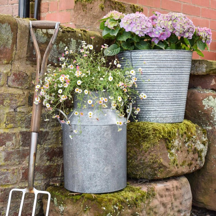 Outdoor Planter Galvanised Iron Milk Churn - Full of Charm & Character Quality Home Decor Garden & Outdoor Living and Gifts