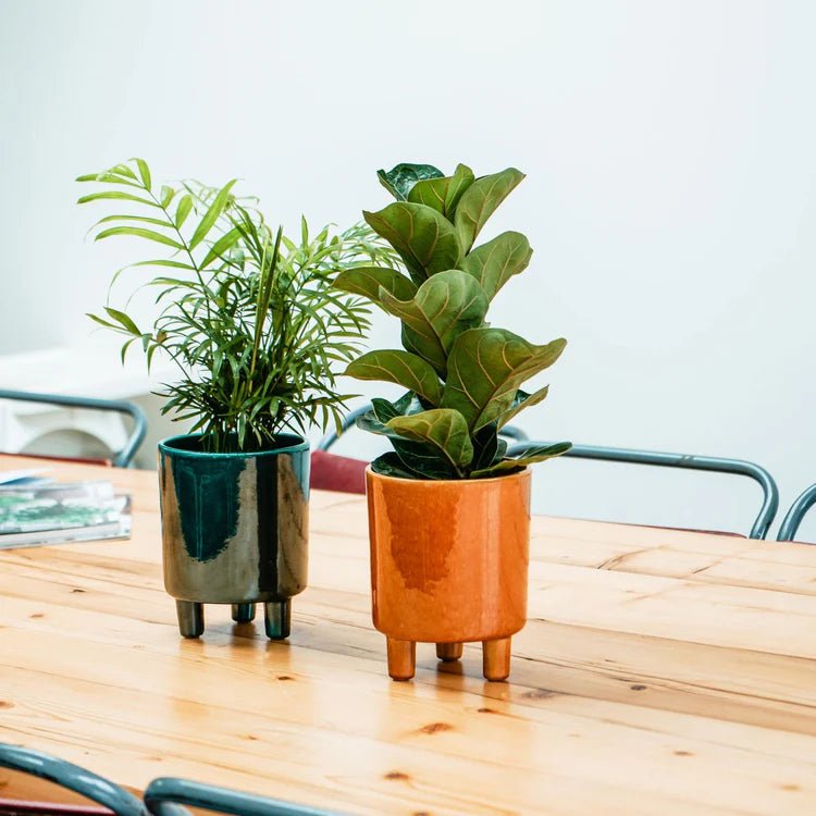 Pisa Medium Indoor Planter w/Legs Mustard Ceramic - Waterproof, Classic Design Quality Home Decor Garden & Outdoor Living and Gifts