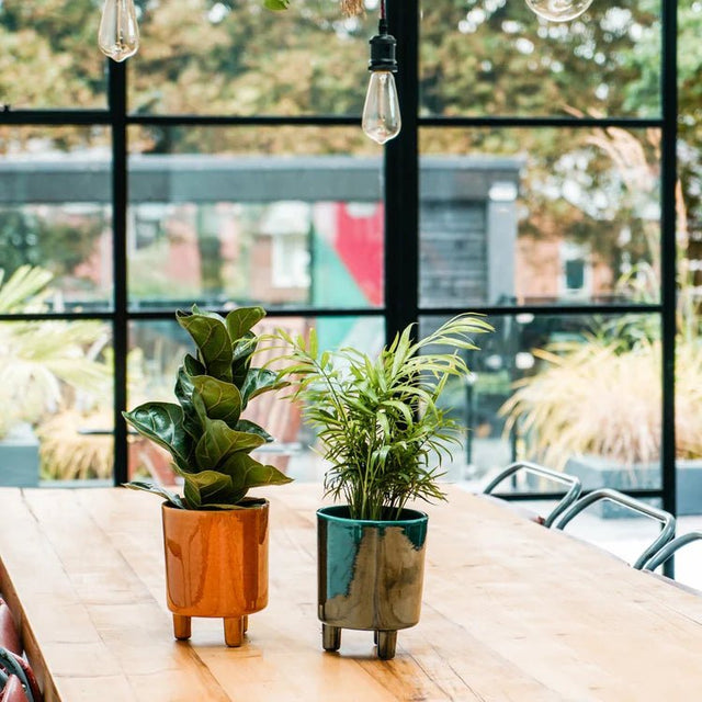 Pisa Medium Indoor Planter w/Legs Mustard Ceramic - Waterproof, Classic Design Quality Home Decor Garden & Outdoor Living and Gifts