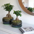 Set of 2 Emerald Green Bonsai Round Planters Luxury Home Decor Garden & Outdoor And Gifts
