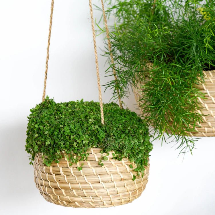 Set of 2 Seagrass Indoor Hanging Baskets - Perfect For Trailing Plants Luxury Home Decor Garden & Outdoor And Gifts