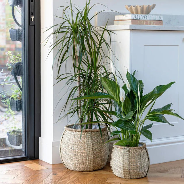 Set of 2 Seagrass Indoor Planters or Storage Baskets - With Waterproof Lining Luxury Home Decor Garden & Outdoor And Gifts