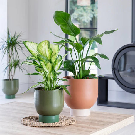 Set of 2 Terracotta Lime Green Metallic Houseplant Pots Luxury Home Decor Garden & Outdoor And Gifts