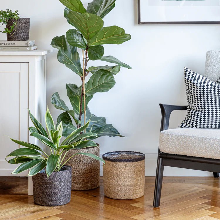 Set of 2 Theo Indoor Basket Planters - Grey Quality Home Decor Garden & Outdoor Living and Gifts