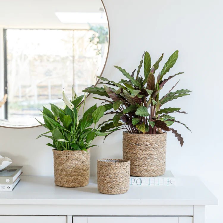 Set of 2 Theo Indoor Basket Planters - Natural & Brown Quality Home Decor Garden & Outdoor Living and Gifts