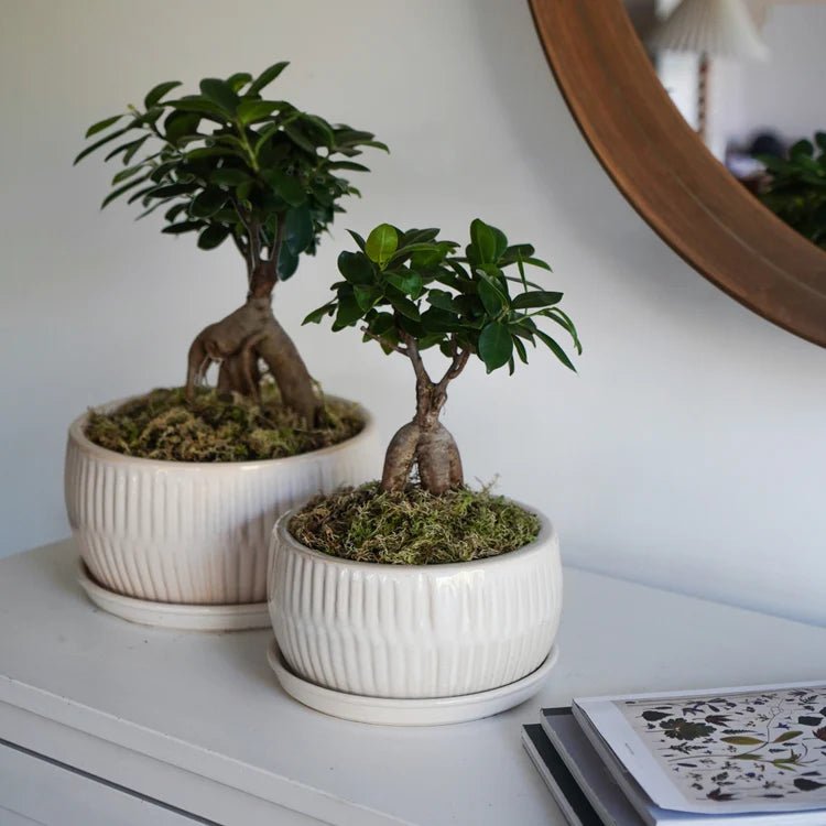 Set of 2 White Bonsai Round Planters Luxury Home Decor Garden & Outdoor And Gifts