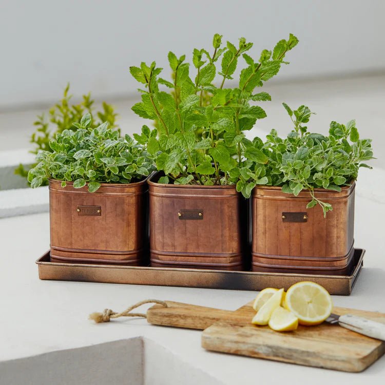 Set of 3 Hampton Outdoor Herb Planters & Tray Copper Finish - Inspired by Hampton Court Kitchen Quality Home Decor Garden & Outdoor Living and Gifts