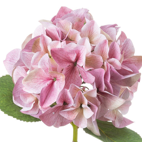 Shabby Pink Single Hydrangea - Luxury Artificial Flower Single Stem Luxury Home Decor Garden & Outdoor And Gifts