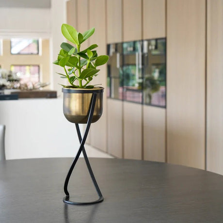 Small Brass Finish Indoor Planter - Black Frame Stand Luxury Home Decor Garden & Outdoor And Gifts