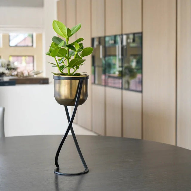 Small Brass Finish Indoor Planter - Black Frame Stand Luxury Home Decor Garden & Outdoor And Gifts
