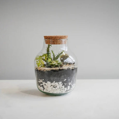 Small DIY Glass Jar Terrarium Kit With Lid Luxury Home Decor Garden & Outdoor And Gifts