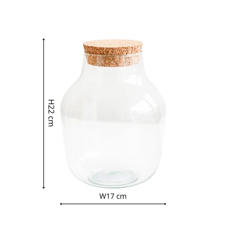 Small DIY Glass Jar Terrarium Kit With Lid Luxury Home Decor Garden & Outdoor And Gifts