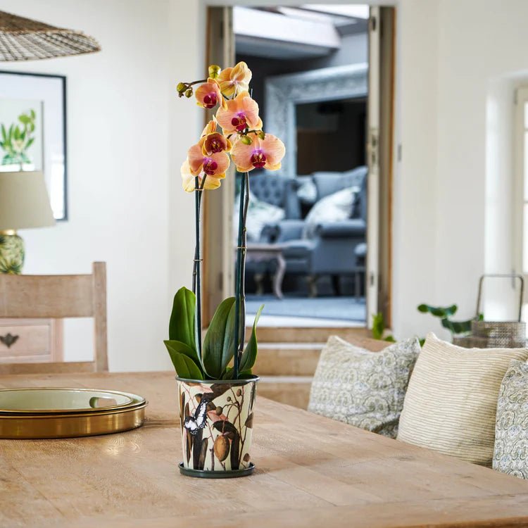 Small Kew Gardens Archive Print Metal Planter & Saucer Set - Comes in a Gift Box Luxury Home Decor Garden & Outdoor And Gifts