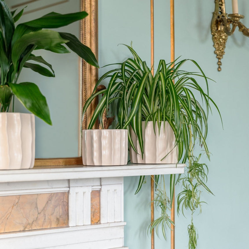 Small Kew Gardens Indoor Ivory Ripple Planter - Satin Glazed Earthenware Luxury Home Decor Garden & Outdoor And Gifts