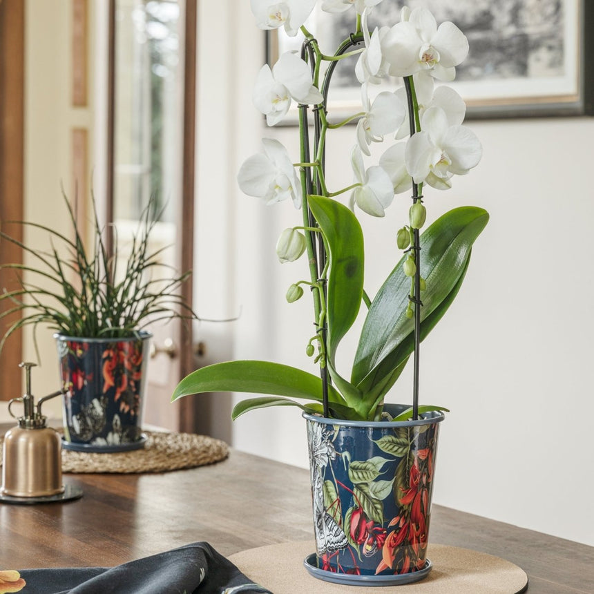 Small Kew Gardens Print Metal Planter & Saucer Set - Comes in a Gift Box Luxury Home Decor Garden & Outdoor And Gifts