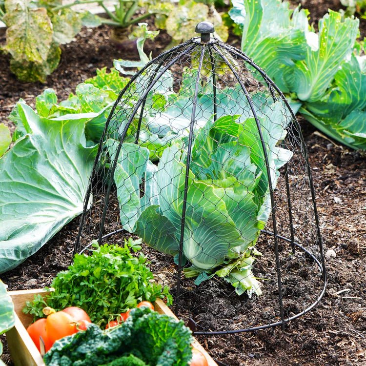 Small Outdoor Garden Wire Netted Plant Protector Cage/Cover Zinc Finish - Frost Resistant Quality Home Decor Garden & Outdoor Living and Gifts