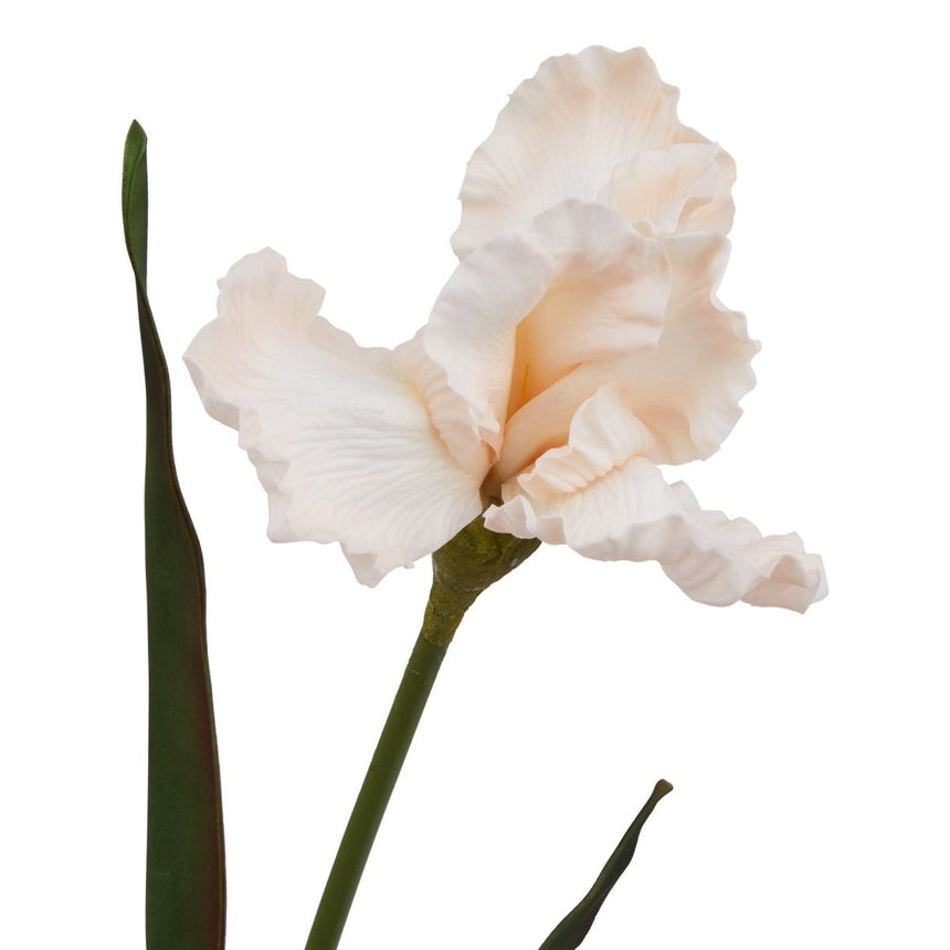 The Natural Garden Collection Pale Apricot Fringed Iris - Luxury Artificial Flower Single Stem Luxury Home Decor Garden & Outdoor And Gifts